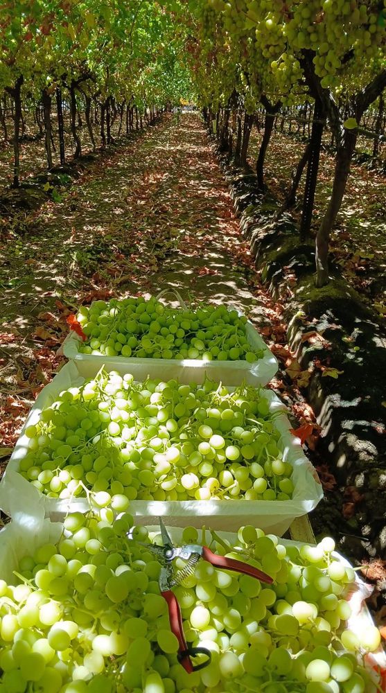 Freshly harvested grapes in bins w/a clipper under densely packed grapevines 