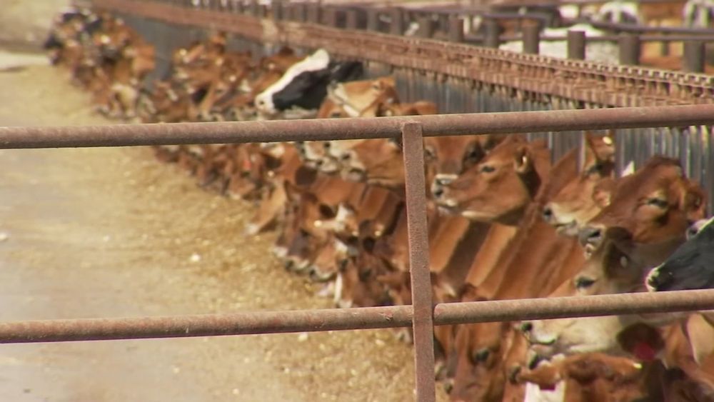 Dead cows on the side of the road shows aftermath of Bird Flu outbreak