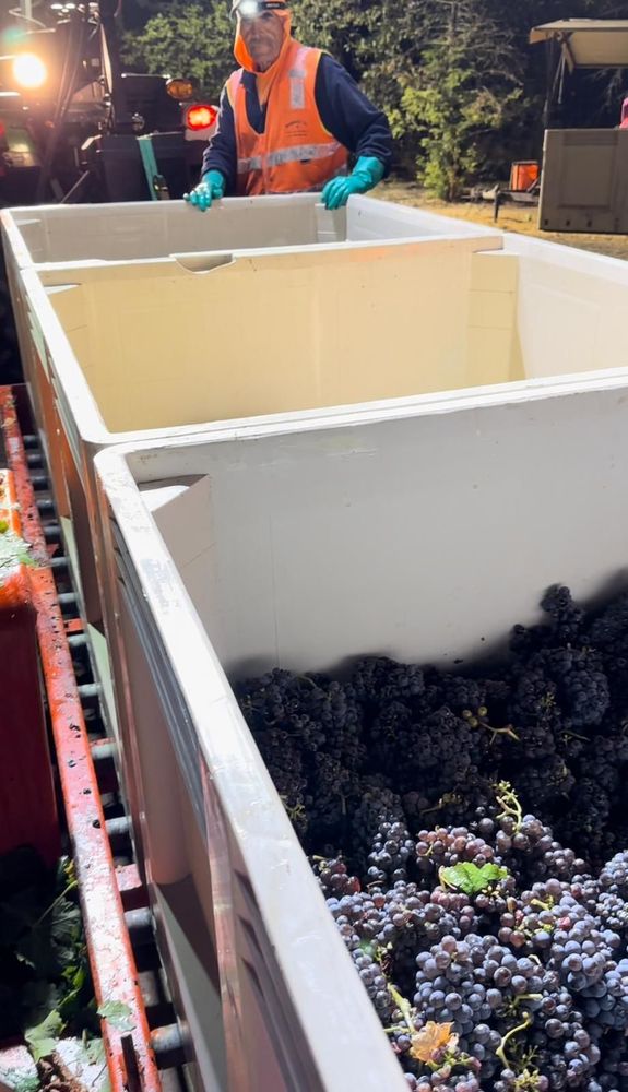 Worker standing by The crate of wine grapes they are harvesting at night