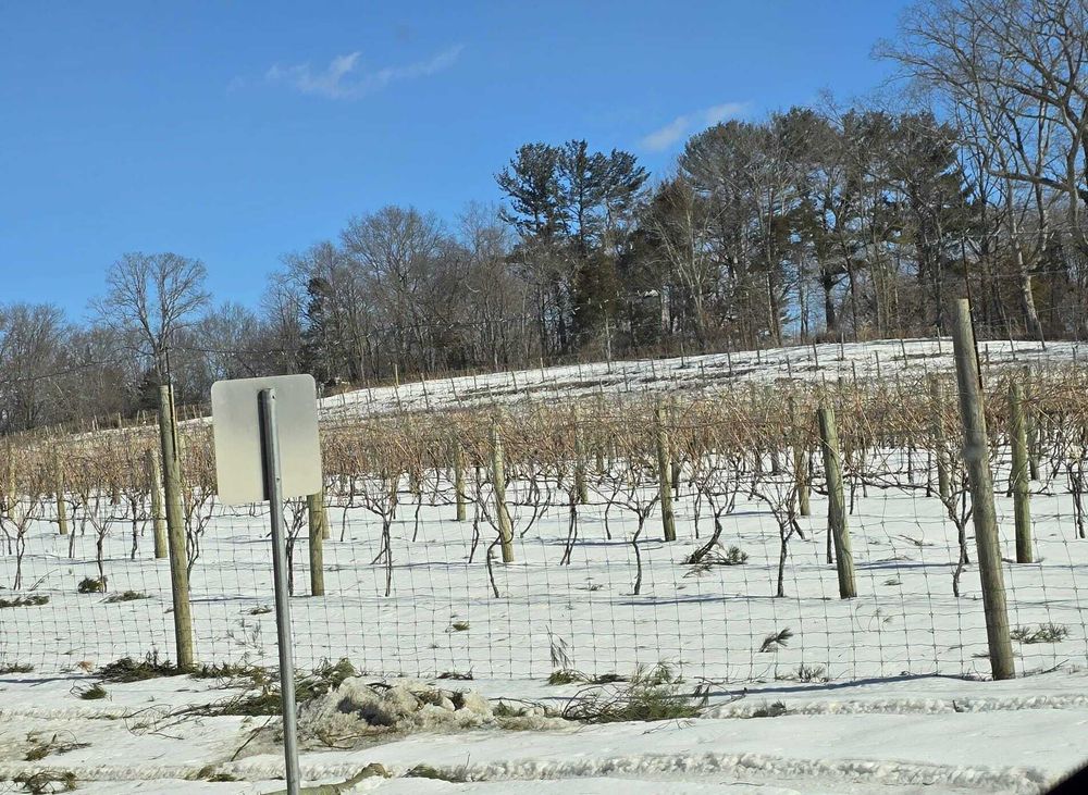 Freshly pruned new york apple trees on a snowy day