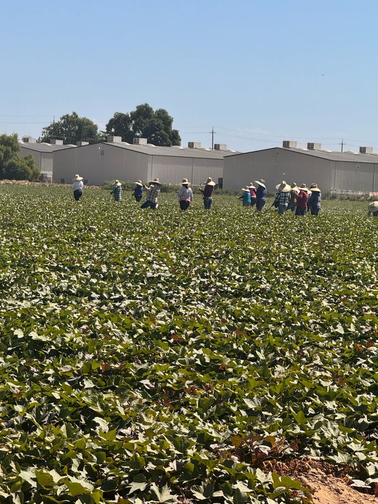 Sweet potato workers in a field