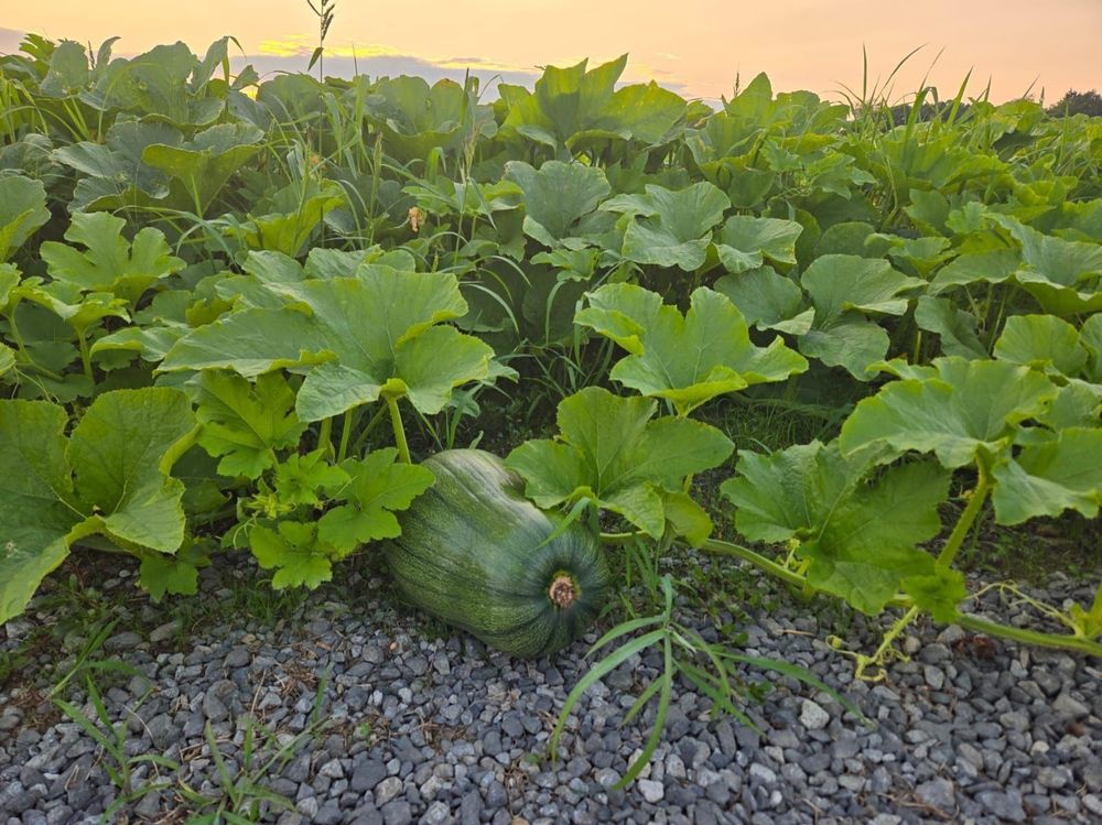 NY pumpkin field