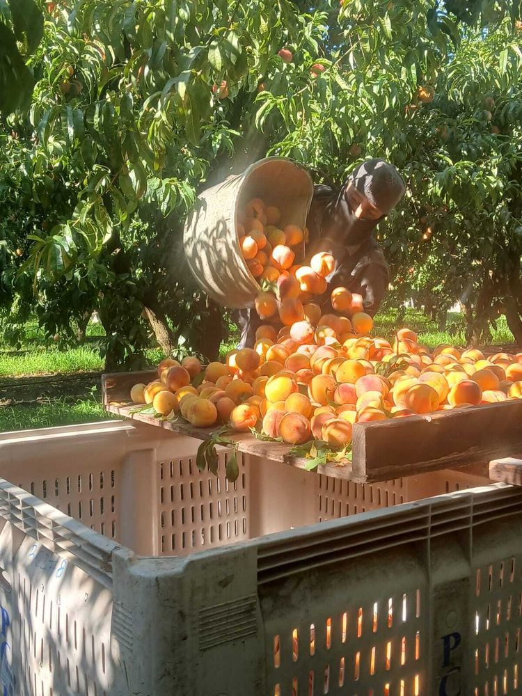 Farm worker harvesting peaches