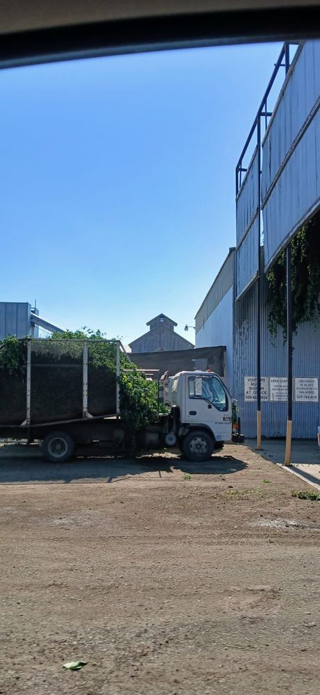 The Hop harvest in Washington State