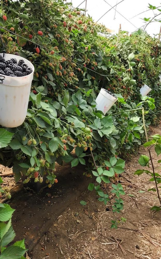 Blackberries being harvested