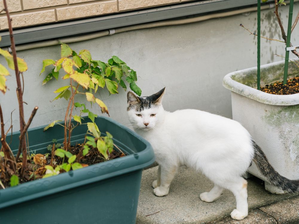 プランターの間にいる白い猫。頭と尻尾に黒のサバ模様。プランターは左が暗いグリーン、右が少し緑の藻のような物がついている白。緑のプランターには黄色くなった葉とグリーンの葉が混じった植物が植えてある。