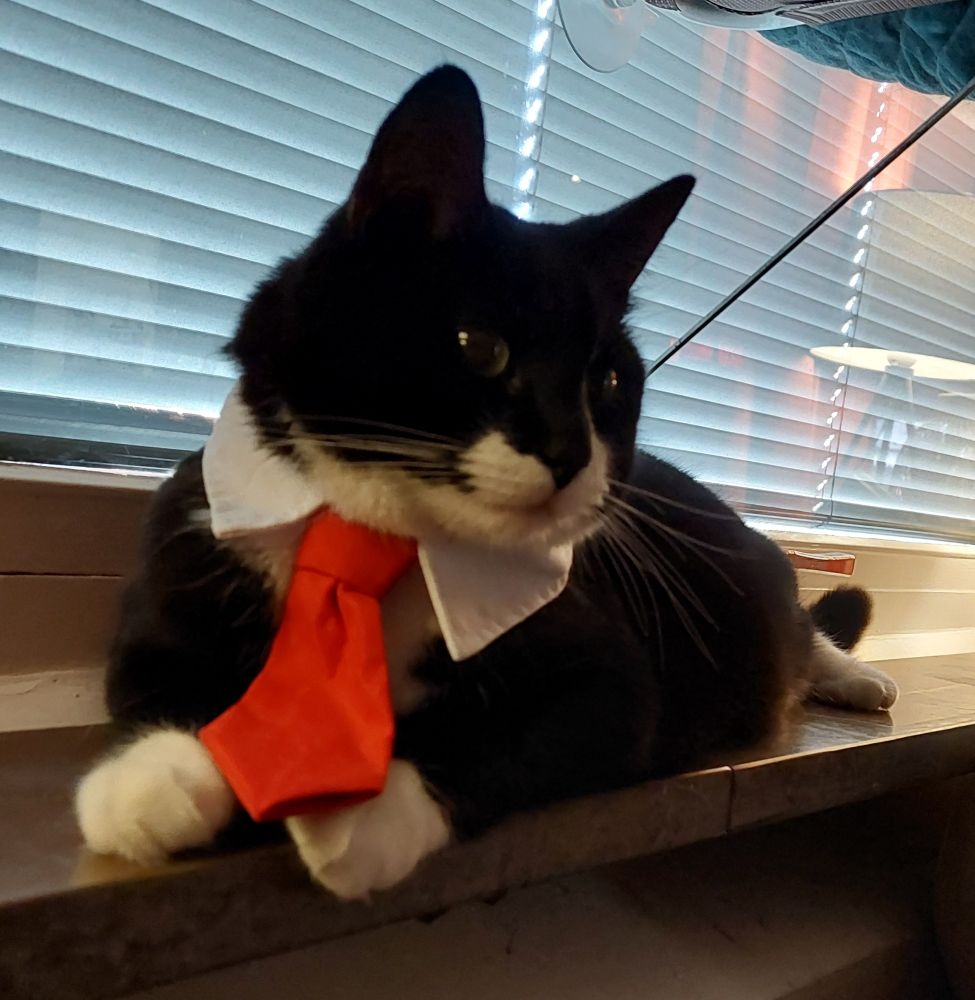 Cat with a tie