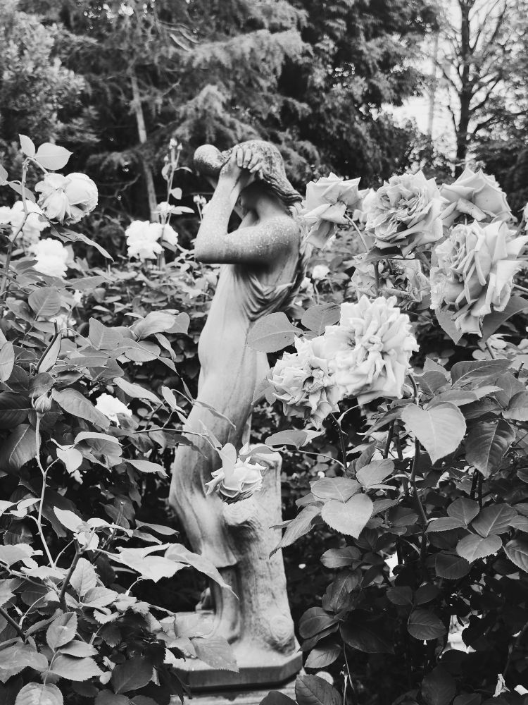 花菜ガーデンの薔薇  白黒写真にする