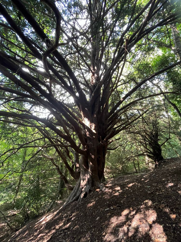 yew tree on a steep bank with spreading branches and dappled sunlight