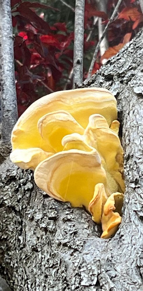 a soft yellow crinkly fungus nestled in a tree hole