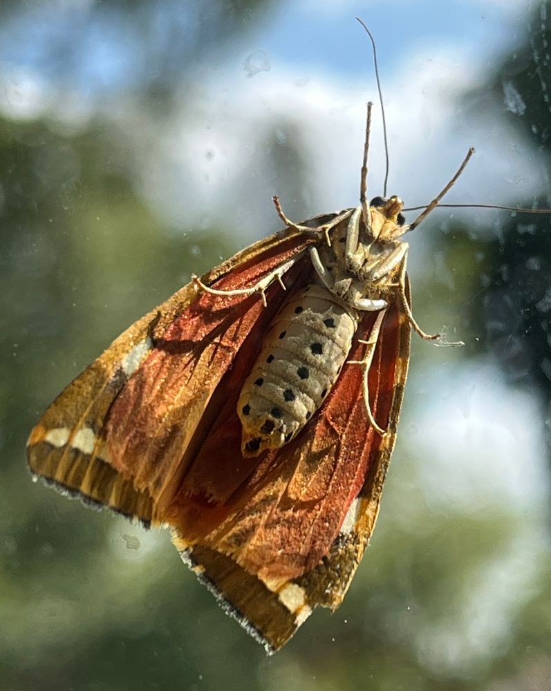 the underside of a jersey tiger moth, red wings and plump white body with black spots
