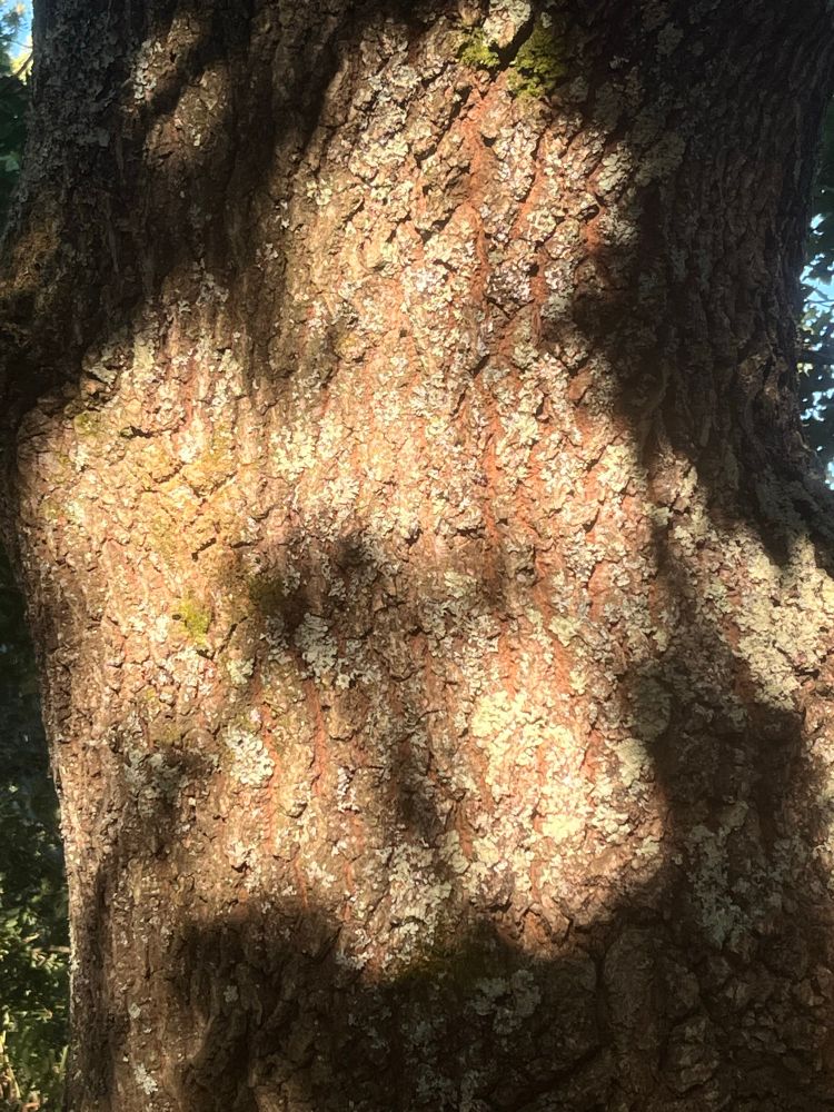 an oak trunk in part sun, part shade, with fissures and light green lichen and dark green but dry moss