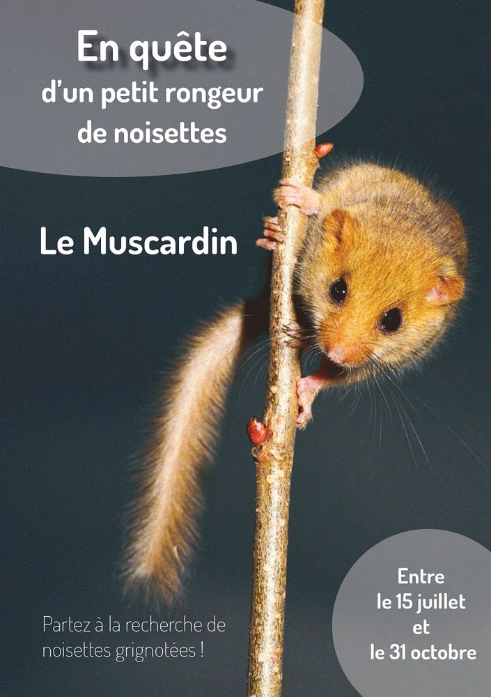 Photo d’un muscardin sur une branche.
Texte : « En quête d’un petit rongeur de noisettes, le Muscardin. Partez à la recherche de noisettes grignotées ! Entre le 15 juillet et le 31 octobre. »