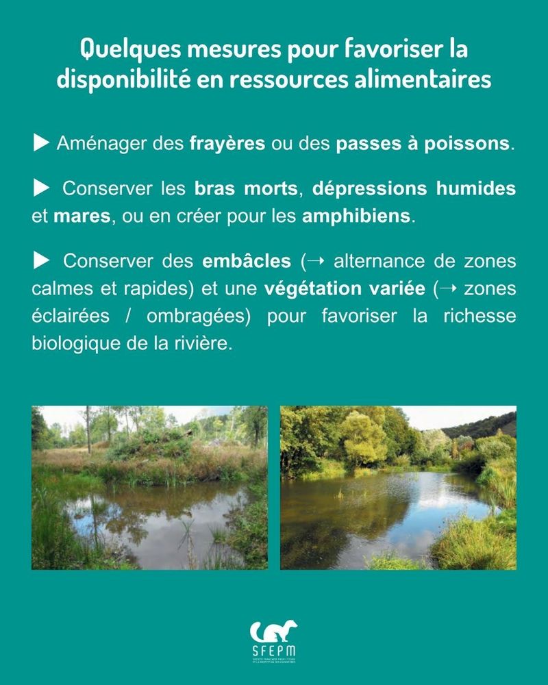 Texte sur fond vert avec deux photos de rivière.
Titre : « Quelques mesures pour favoriser la disponibilité en ressources alimentaires » 
Références à retrouver dans le Guide de la SFEPM (lien en bas de publication).