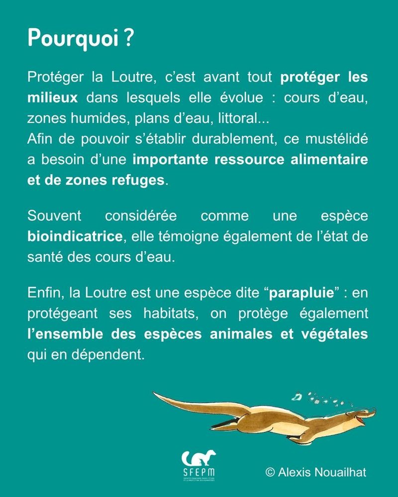 Texte sur fond vert avec dessin de Loutre en bas de page. 
Explications relatives aux diverses raisons de protection de la Loutre (raisons que l’on retrouve dans le Guide de la SFEPM, lien en bas de publication).