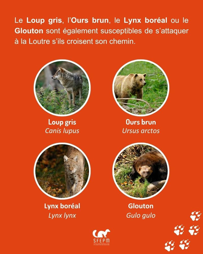 Quatre photos de grands carnivores (Loup gris, Ours brun, Lynx boréal, Glouton) sur fond orange. Logo de la SFEPM en bas.
Texte : « Le Loup gris, l’Ours brun, le Lynx boréal ou le Glouton sont également susceptibles de s’attaquer à la Loutre, s’ils croisent son chemin ».