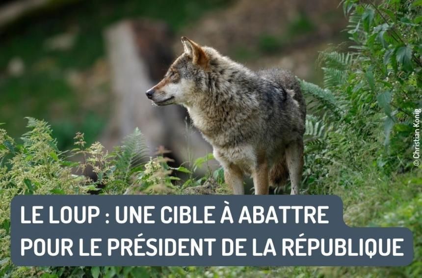 Photo d’un Loup.
Texte : « Le Loup : une cible à abattre pour le président de la République »