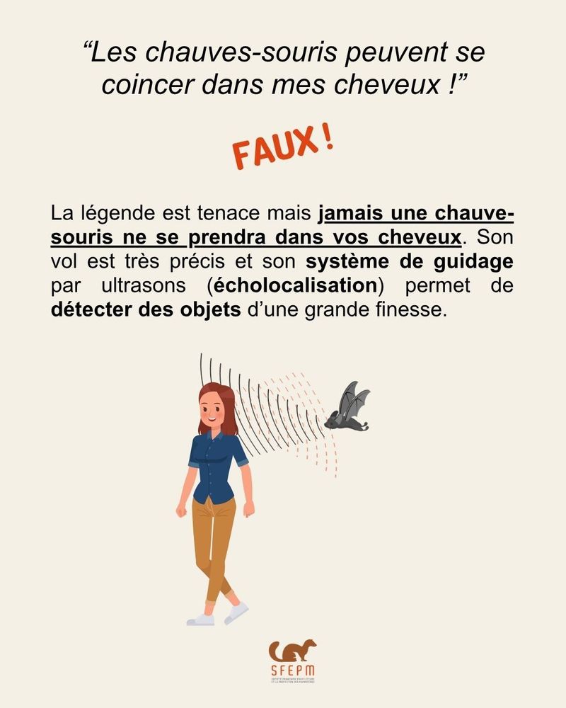Texte sur fond beige avec dessin de femme et d’une chauve-souris à la hauteur de sa tête, avec traits entre l’animal et la femme symbolisant l’écholocalisation. 
Texte : « La légende est tenace mais jamais une chauve-souris ne se prendre dans vos cheveux. Son vol est très précis est son système de guidage par ultrasons (écholocalisation) permet de détecter des objets d’une grande finesse. »