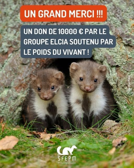 Deux jeunes fouines qui sortent d’un trou dans un arbre.
Texte : « Un Grand Merci !!! Un don de 10 000 € par le Groupe ELCIA soutenu par Le Poids Du Vivant ! »