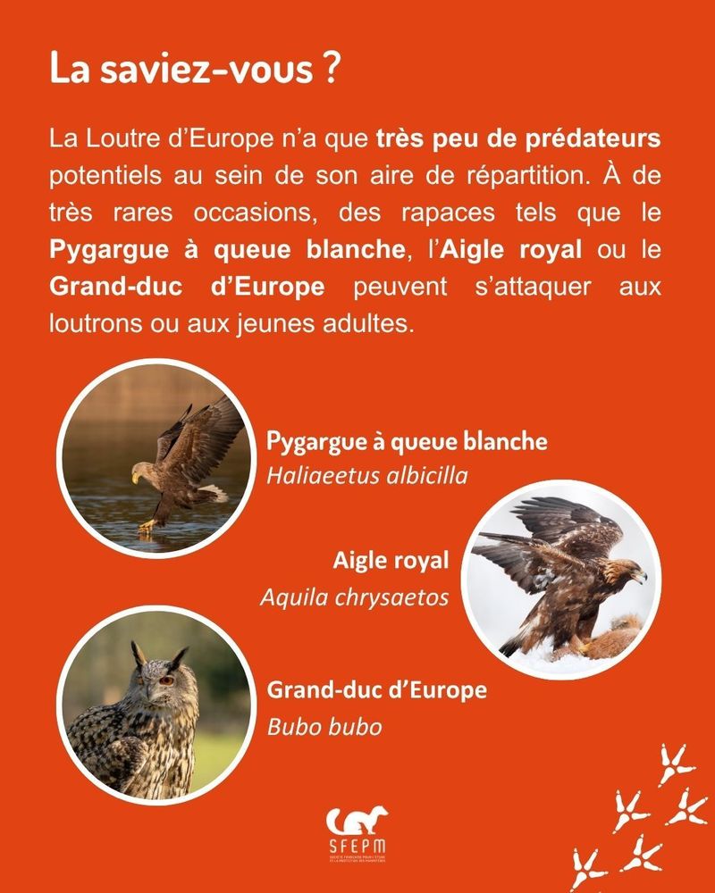 Trois photos de rapaces (Pyguargue à queue blanche, Aigle royal et Grand-duc d’Europe) sur fond orange, logo de la SFEPM en bas. 
Texte : « La Loutre d’Europe n’a que très peu de prédateurs potentiels au sein de son aire de répartition. À de très rares occasions, des rapaces tels que le Pyguarge à queue blanche, l’Aigle royal ou le Grand-duc d’Europe peuvent s’attaquer aux loutres ou aux jeunes adultes ».