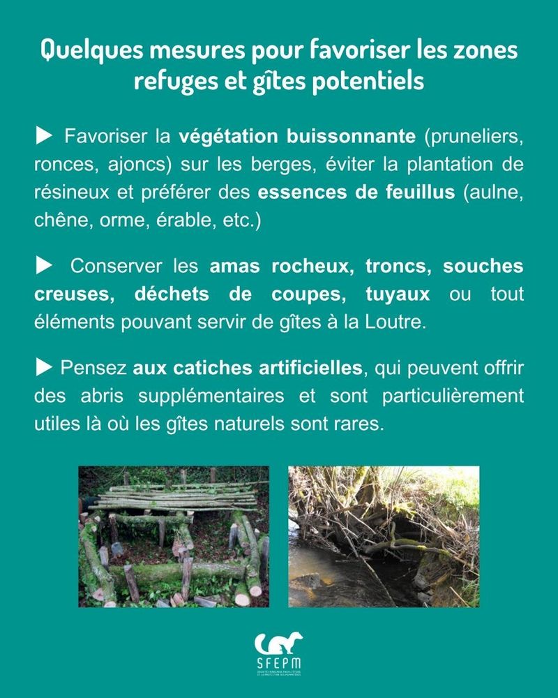 Texte sur fond vert avec deux photos de mesures favorisant la Loutre en bord de rivière.
Titre : « Quelques mesures pour favoriser les zones refuges et gîtes potentiels »
Références à retrouver dans le Guide de la SFEPM (lien en bas de publication).