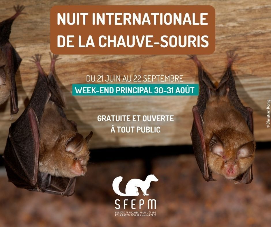 Titre : « Nuit internationale de la chauve-souris »
Texte : « Du 21 juin au 22 septembre, week-end principal 30-31 août. Gratuit et ouvert à tout public ».
Logo SFEPM sur photo, en arrière plan, de grands rhinolophes pendus à une poutre.