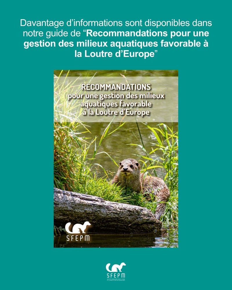 Texte sur fond vert avec une photo du Guide de la SFEPM.
Texte : « Davantage d’informations sont disponibles dans notre guide de Recommandations pour une gestion des milieux aquatiques favorable à la Loutre d’Europe »
Références à retrouver dans le Guide de la SFEPM (lien en bas de publication).