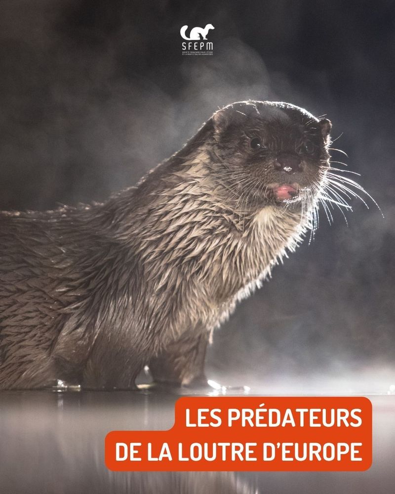 Photo de Loutre dans l’eau.
Texte : « Les prédateurs de la Loutre d’Europe »