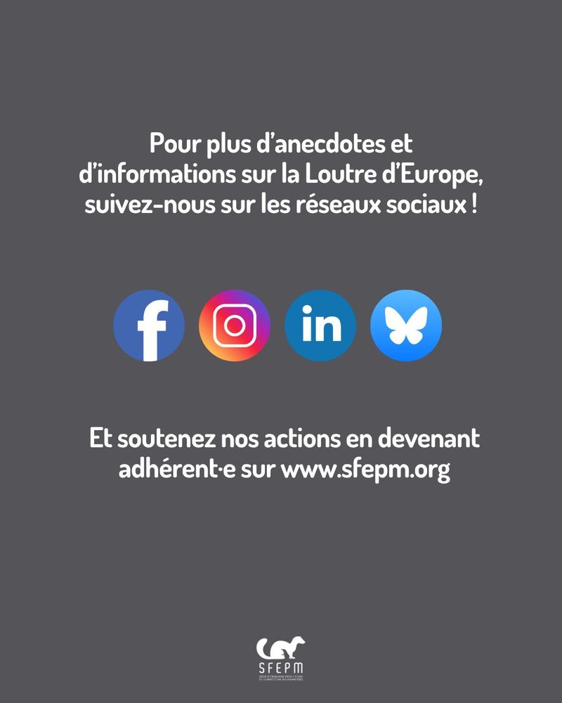 Texte sur fonds gris, avec logo de nos réseaux sociaux (FB, Instagram, LinkedIn, BlueSky) et logo de la SFEPM. 
Texte : « Pour plus d’anecdotes et d’informations sur la Loutre d’Europe, suivez-nous sur les réseaux sociaux ! Et soutenez nos actions en devenant adhérent·e sur www.sfepm.org »