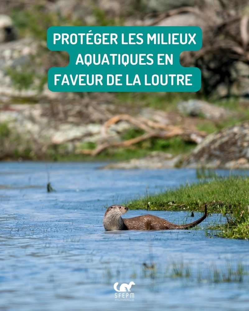 Loutre d’Europe dans une rivière.
Texte : « Protéger les milieux aquatiques en faveur de la Loutre »