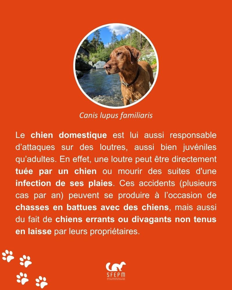 Photo de chien en bord de rivière sur fond orange. Logo de la SFEPM en bas.
Texte : « Le chien domestique est lui aussi responsable d’attaques sur les loutres, aussi bien juvéniles qu’adultes. En effet, une loutre peut être directement tuée par un chien ou mourir des suites d’une infection de ses plaies. Ces accidents (plusieurs cas par an) peuvent se produire à l’occasion de chasses en battues avec des chiens, mais aussi du fait de chiens errants ou divaguants, non tenus en laisse par leurs propriétaires. »