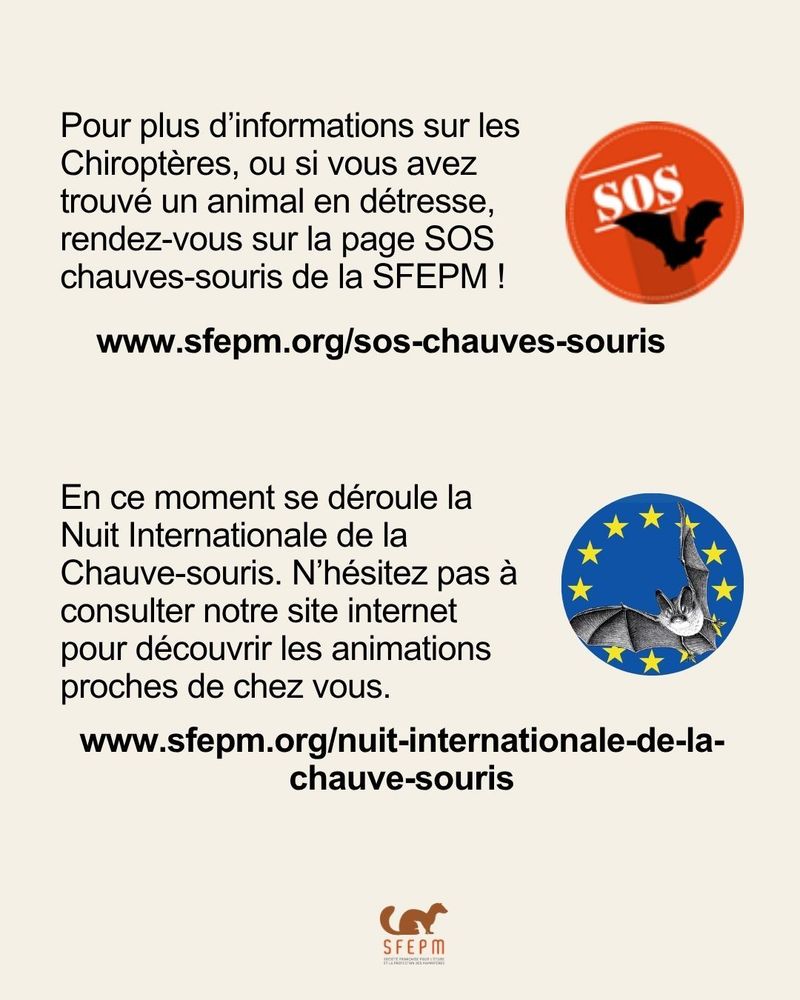 Reprise du texte en publication sur SOS chauves-souris et la Nuit Internationale de la Chauve-souris avec logo des deux actions et logo de la SFEPM.