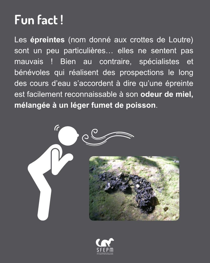 Même texte qu’en publication.
Homme s’abaissant pour humer une épreinte de Loutre.
Photo d’une magnifique crotte de Loutre sur un rocher.