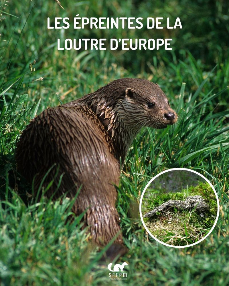 Loutre sur berge enherbée et zoom sur sa belle crotte.
Texte : « Les épreintes de la Loutre d’Europe ».
