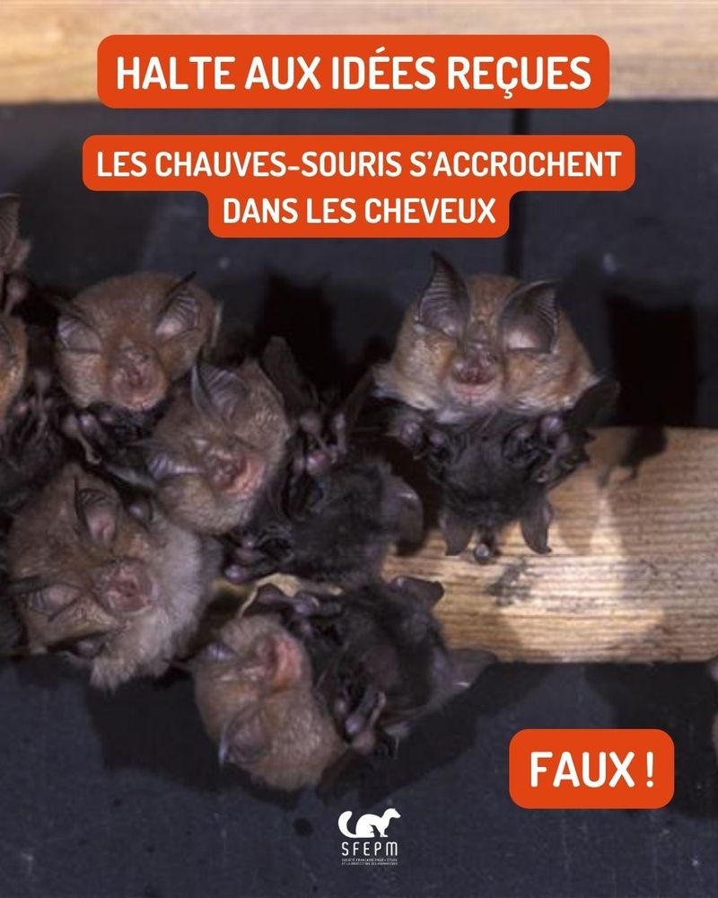 Rhinolophes pendus à une poutre.
Texte : « Halte aux idées reçues. Les Chauves-souris s’accrochent dans les cheveux. Faux ! »