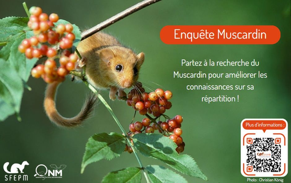 Photo d’un muscardin accroché à des branches.
Texte : « Enquête Muscardin : Partez à la recherche du Muscardin pour améliorer les connaissances sur sa répartition ! »
QR code en bas de page pour plus d’informations.