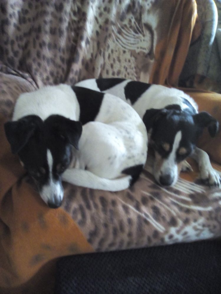 Two Jack Russell terriers sleeping next to each other on a chair. 