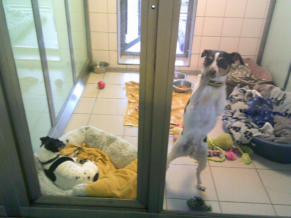 Two Jack Russell terriers in a shelter room. The one in the nearest corner is still looking the other way, while the taller one is on her hind legs pawing at the glass.