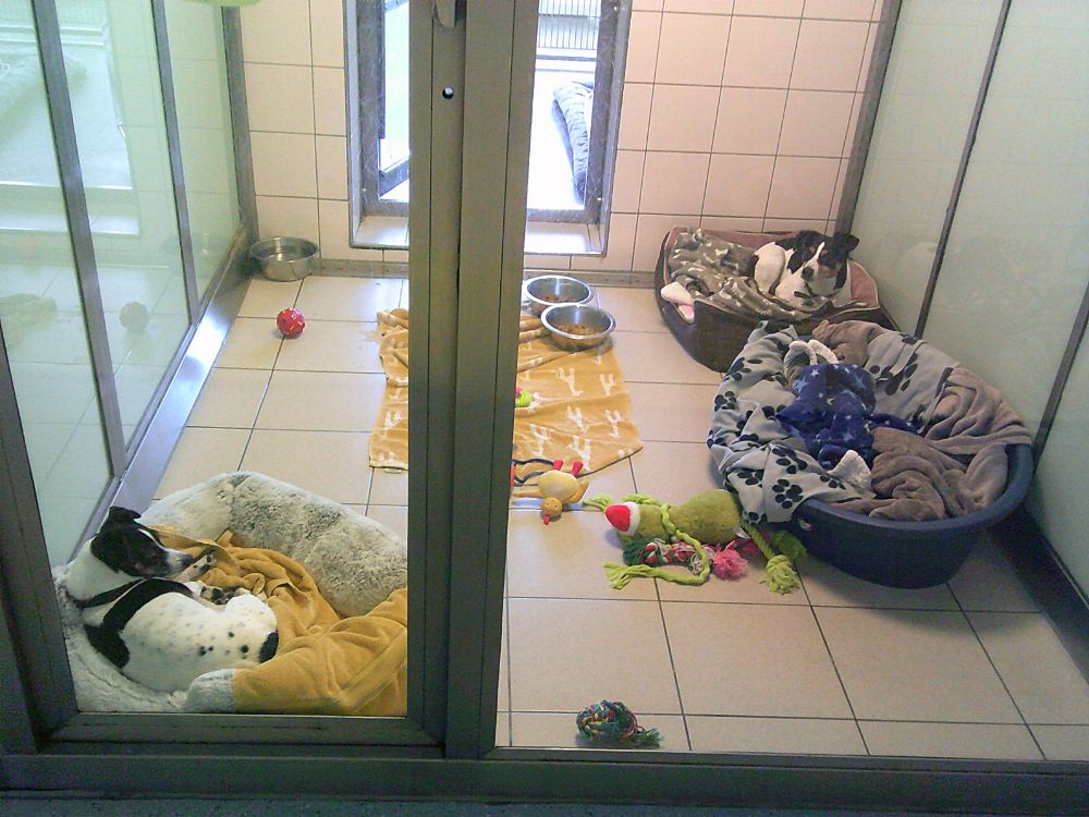 Two Jack Russell terriers in a shelter room. They are in beds in opposite corners.