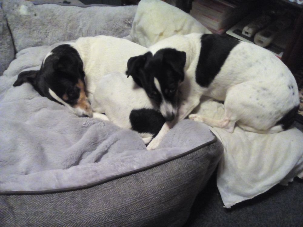 Two Jack Russell Terriers. One is laying in the middle of the basket, while the other is on a pillow thats drapped along the edge og the bed, while her head rests on the back of the other dog. 