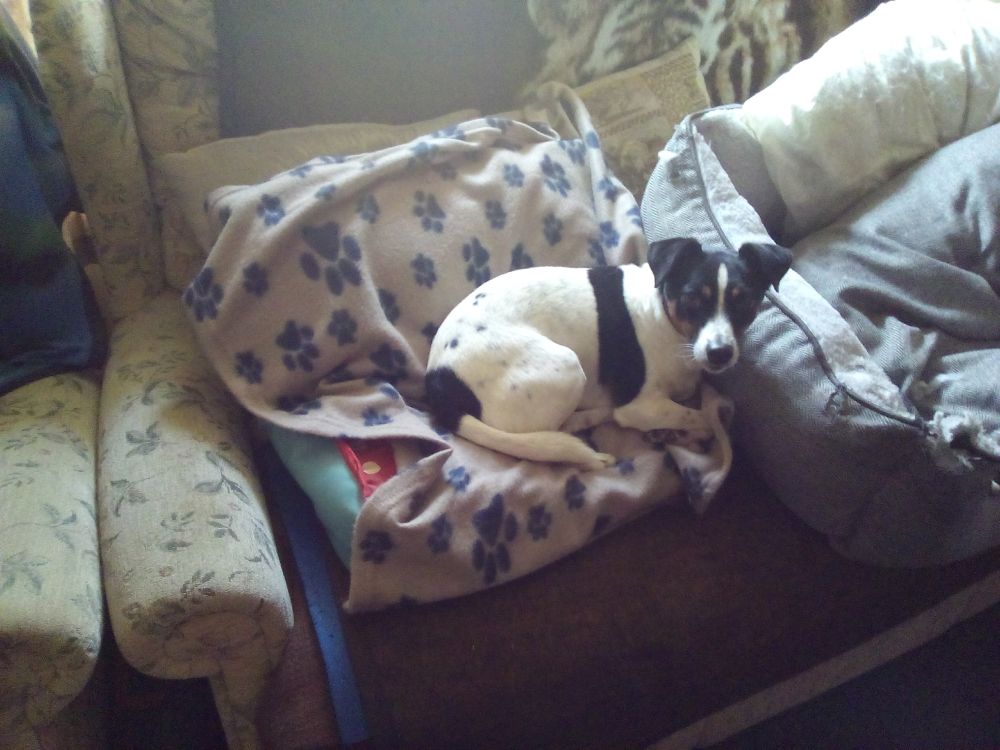 A dog cushion leaning against couch cushions on a couch, next to a dogs bed. A Jack Russell terrier is lying on the cushion despite it at an angle.