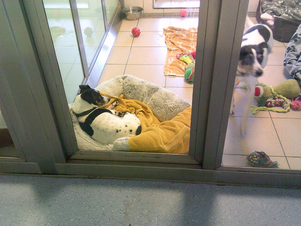 Two Jack Russell terriers in a shelter room. One is still in the nearest corner, the other has come from her basket the other end and is approaching the glass. 