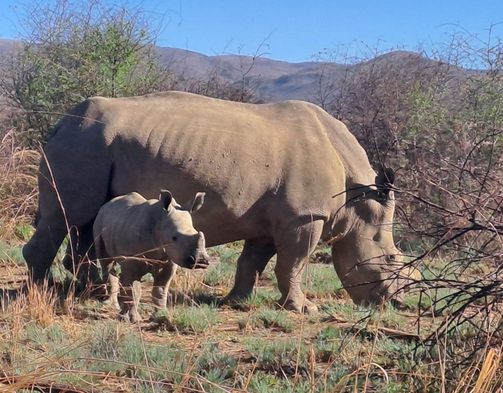 A rhino mama and her little one grazing peacefully 