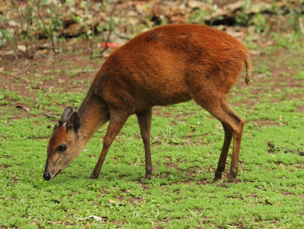 A sweet red duiker grazing on the green grass