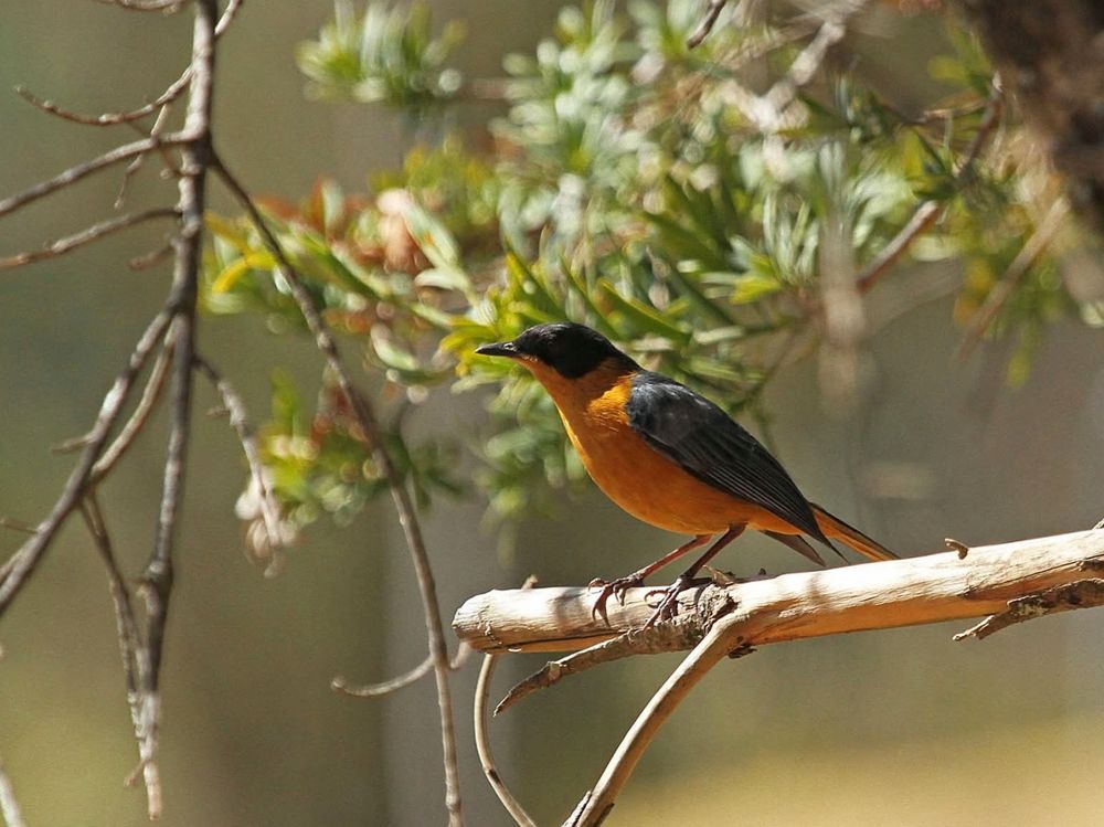 A gorgeous Chorister robin-chat perched on a branch