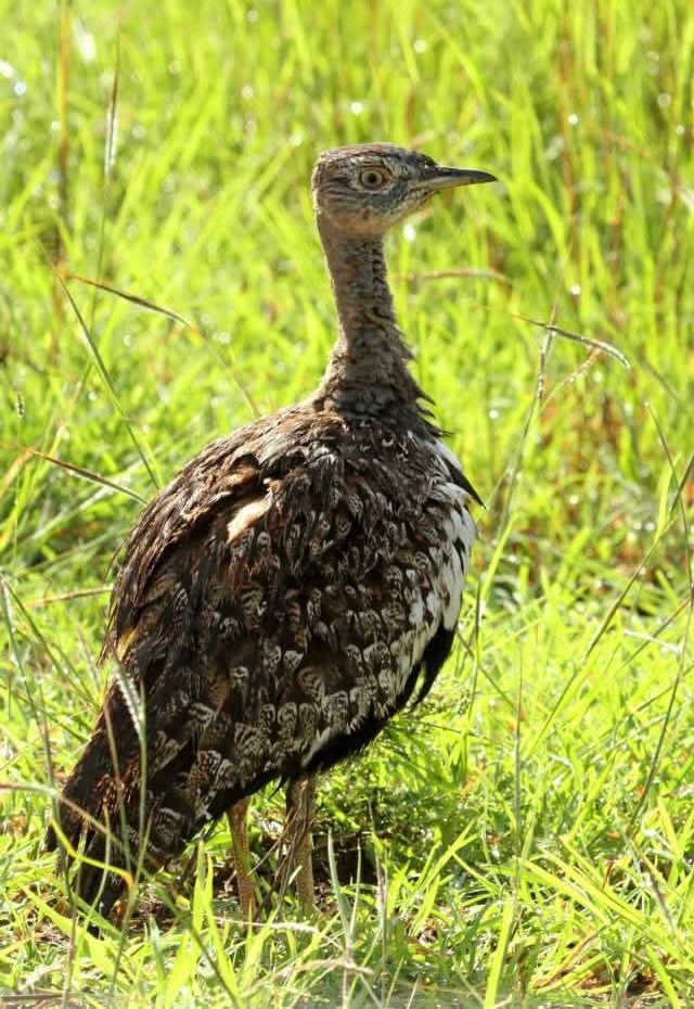 A red-crested korhaan stands in a field of bright green grass