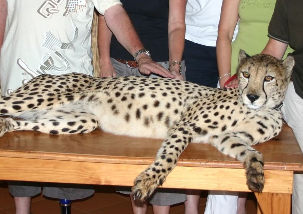Four people stroking a cheetah at a rehabilitation centre.
The cheetah is lying on a table facing the camera