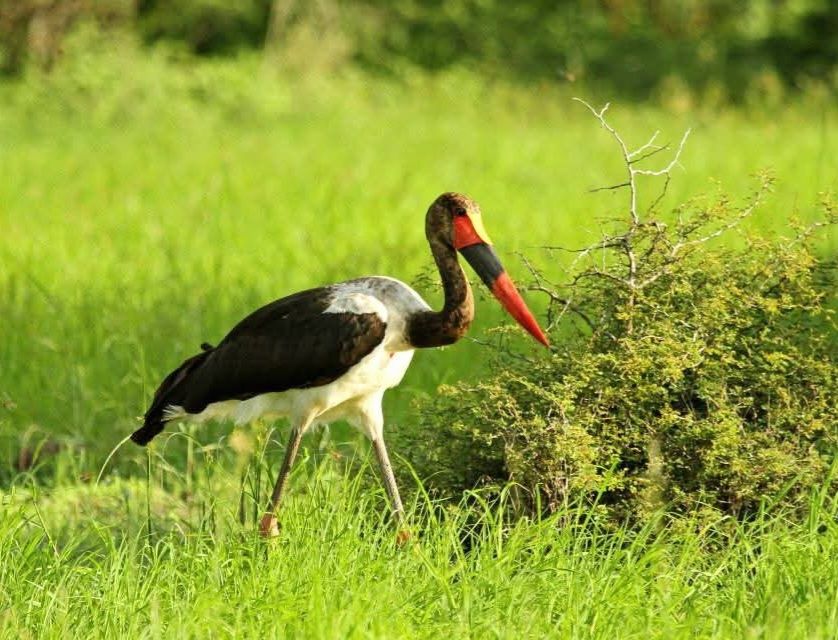 A Saddle-billed stork walking in green grass
