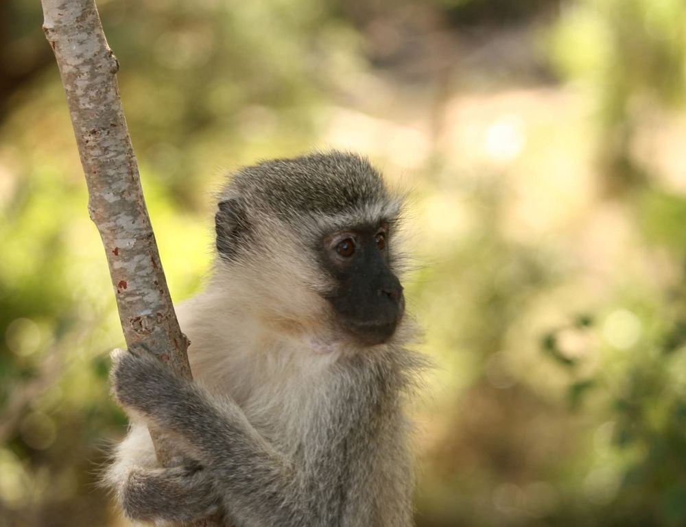 A young vervet monkey clinging to a branch