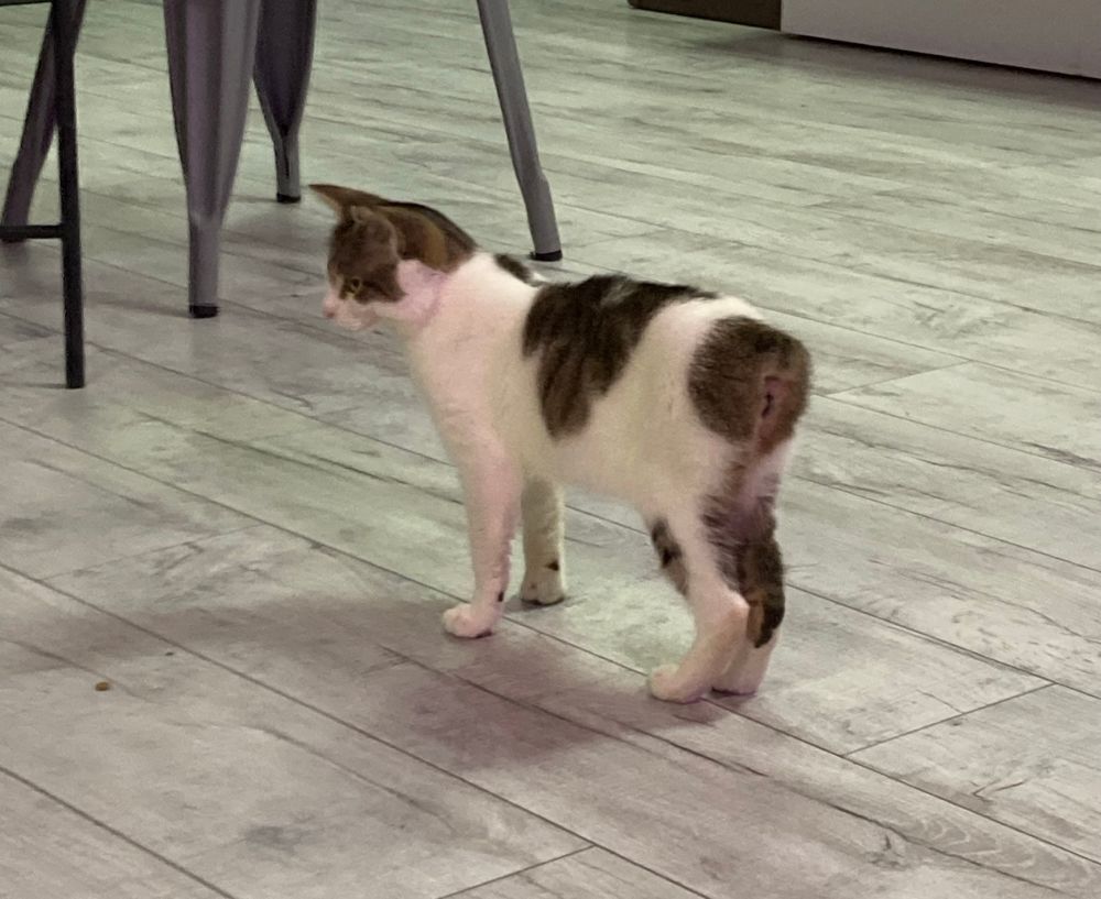a young white and brown cat with no tail 